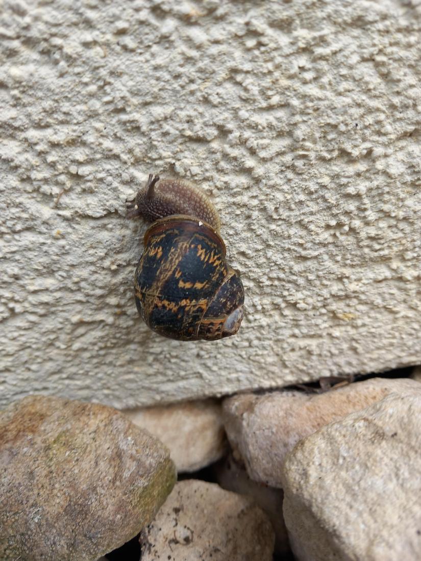 Gefleckte Weinbergschnecke