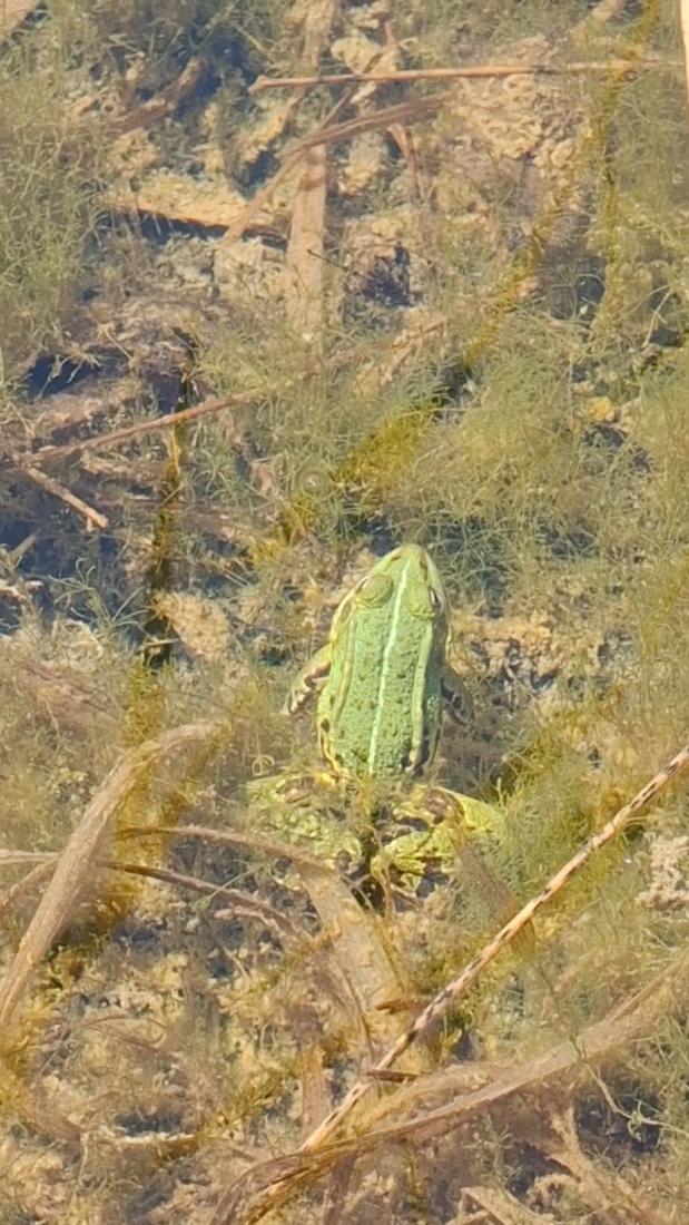 Wasserfrosch