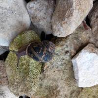 Gefleckte Weinbergschnecke