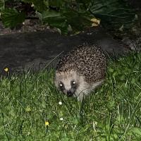 Igel