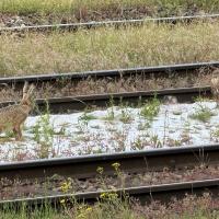 Feldhase und Bussard